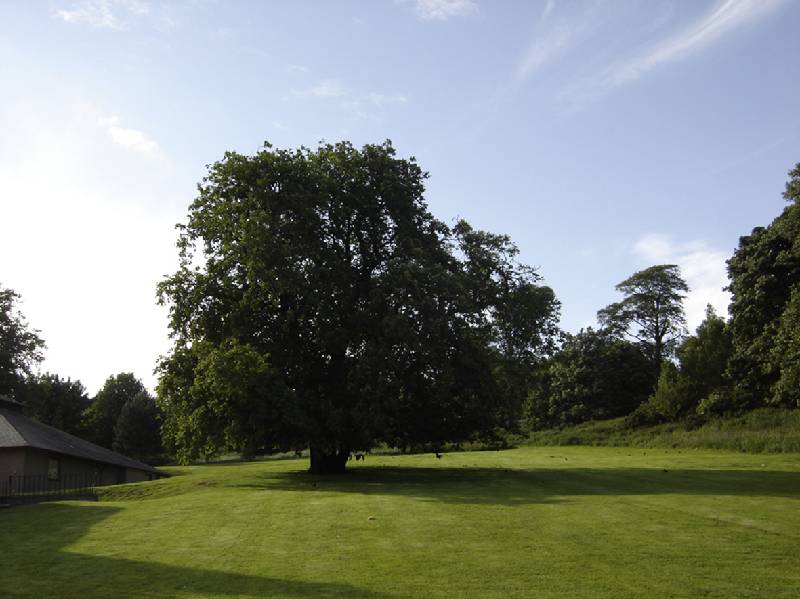 Beechwood Tree.jpg - The old Horse Chestnut tree at the side of the school is still standing.